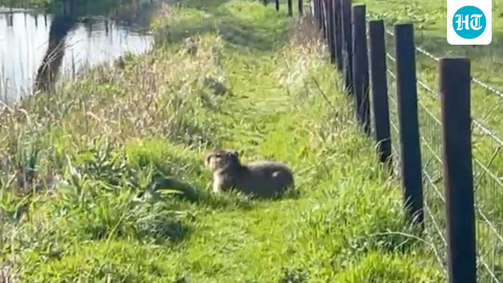 A Capybara Is on the Lam in the English Countryside, and Locals Are Going Wild
