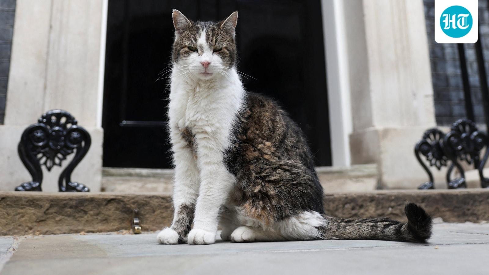 Lessons from a cat about to outlast yet another prime minister