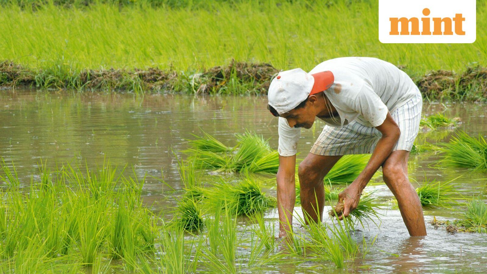 Cabinet approves ₹2.6 trillion kharif MSP outlay, energy security measures