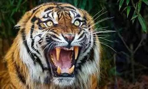 నలుగురు మహిళలపై పులి దాడి.. నలుగురూ మృతి