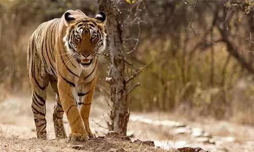 పులి దాడిలో నలుగురు మహిళలు మృతి